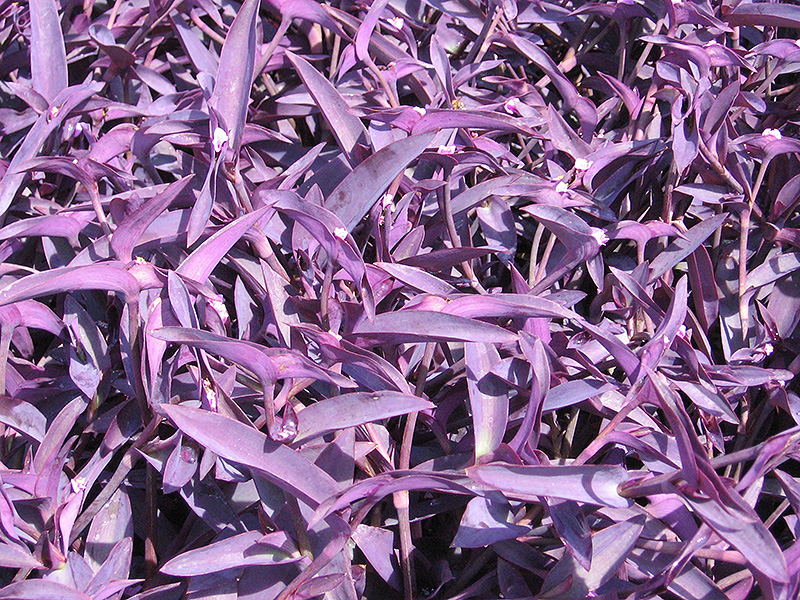 Purple Heart Spider Lily (Tradescantia pallida 'Purple Heart') at Roger's Gardens