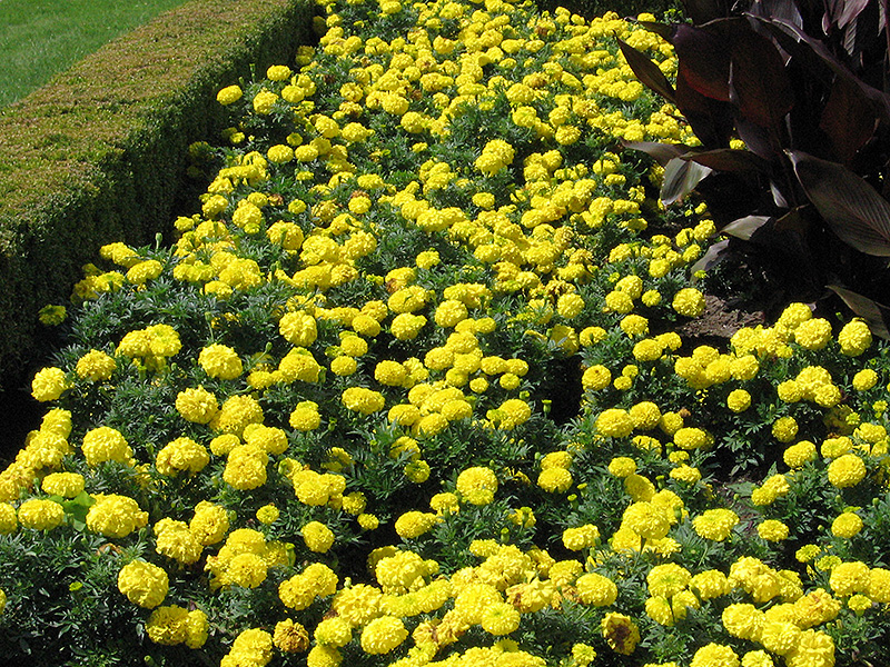 Inca Yellow Marigold (Tagetes erecta 'Inca Yellow') at Roger's Gardens