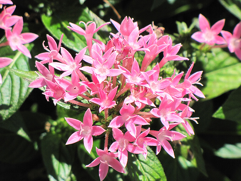 Starla Pink Star Flower (Pentas lanceolata 'Starla Pink') at Roger's Gardens