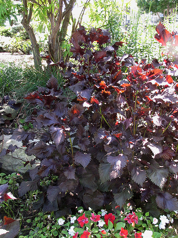 Purple Shiso Perilla (Perilla frutescens 'Purple Shiso') at Roger's Gardens