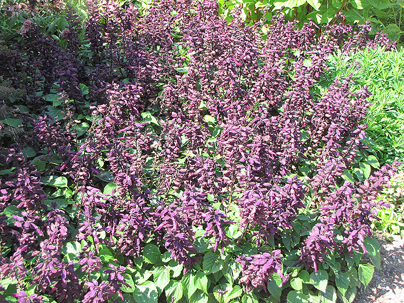 Vista Purple Sage (Salvia splendens 'PAS3292') at Roger's Gardens