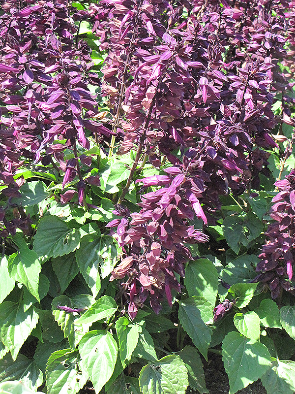Salsa Light Purple Sage (Salvia splendens 'Salsa Light Purple') at Roger's Gardens