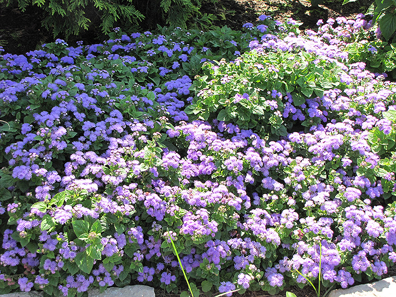 Blue Horizon Flossflower (Ageratum 'Blue Horizon') at Roger's Gardens