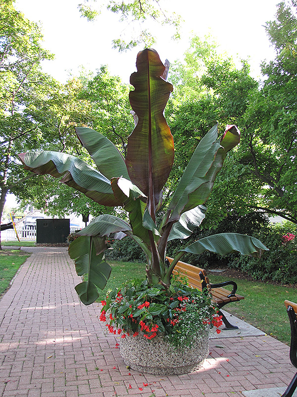 Red Banana (Ensete ventricosum 'Maurelii') at Roger's Gardens