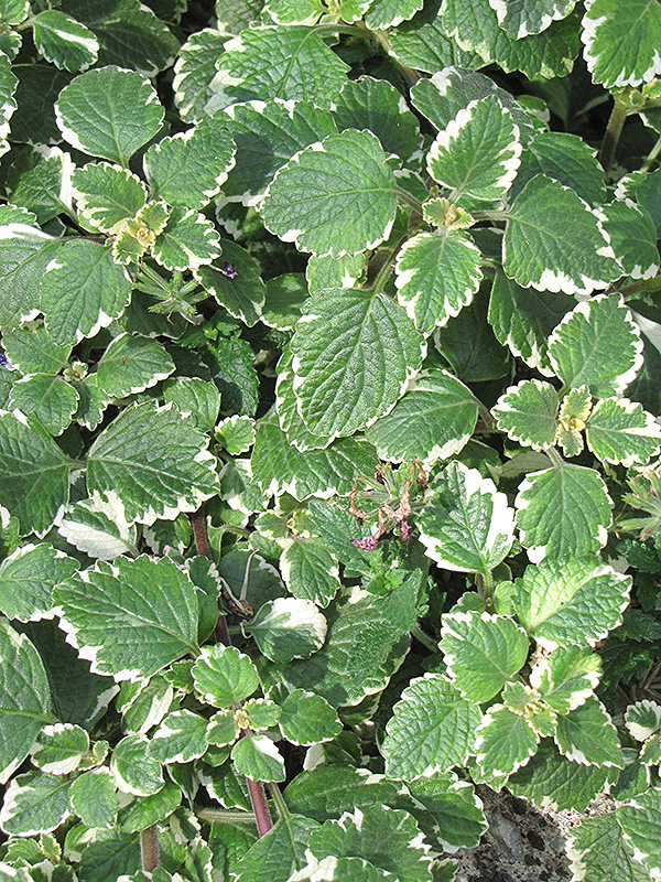 Swedish Ivy (Plectranthus forsteri 'Marginatus') at Roger's Gardens