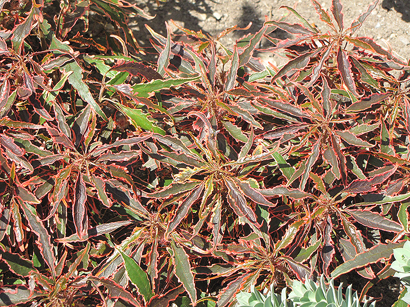 Lance Copper Plant (Acalypha wilkesiana 'Macafeana') at Roger's Gardens