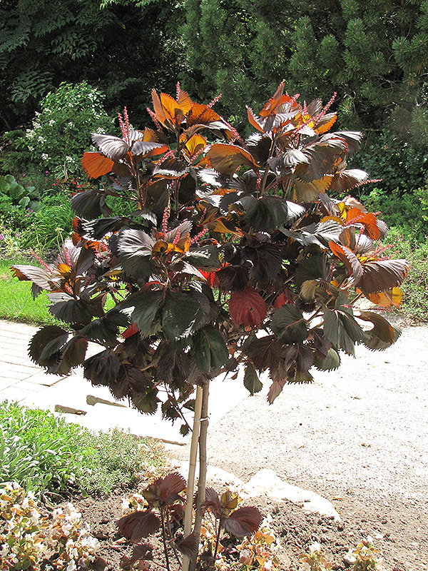 Moorea Copper Plant (Acalypha wilkesiana 'Moorea') at Roger's Gardens