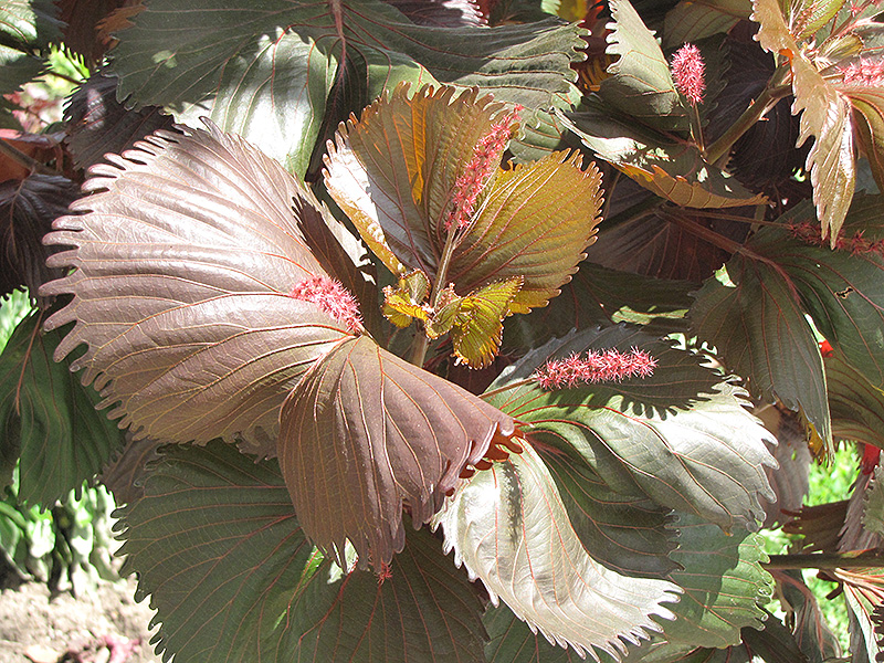 Moorea Copper Plant (Acalypha wilkesiana 'Moorea') at Roger's Gardens