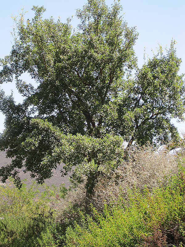 Cork Oak (Quercus suber) at Roger's Gardens