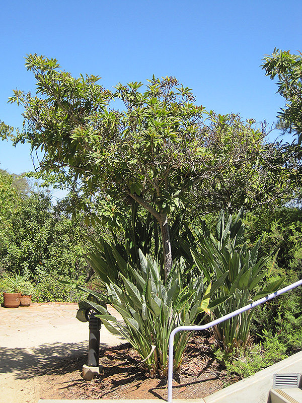 Bronze Loquat (Eriobotrya deflexa) at Roger's Gardens
