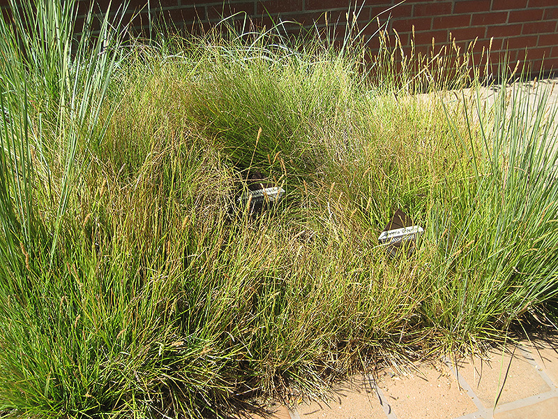 Slender Veldt Grass (Pennisetum spathiolatum) at Roger's Gardens