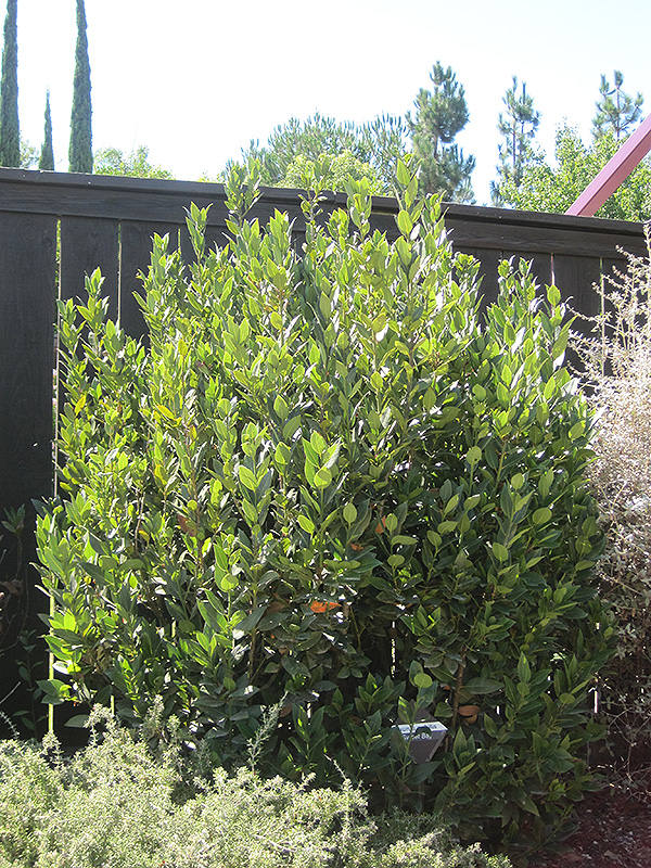 Sweet Bay (shrub form) (Laurus nobilis '(shrub form)') at Roger's Gardens