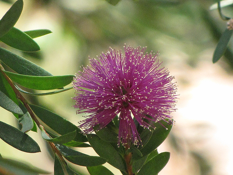 Crimson Bottlebrush (Callistemon citrinus) in Orange County, CA California  CA at Roger's Gardens