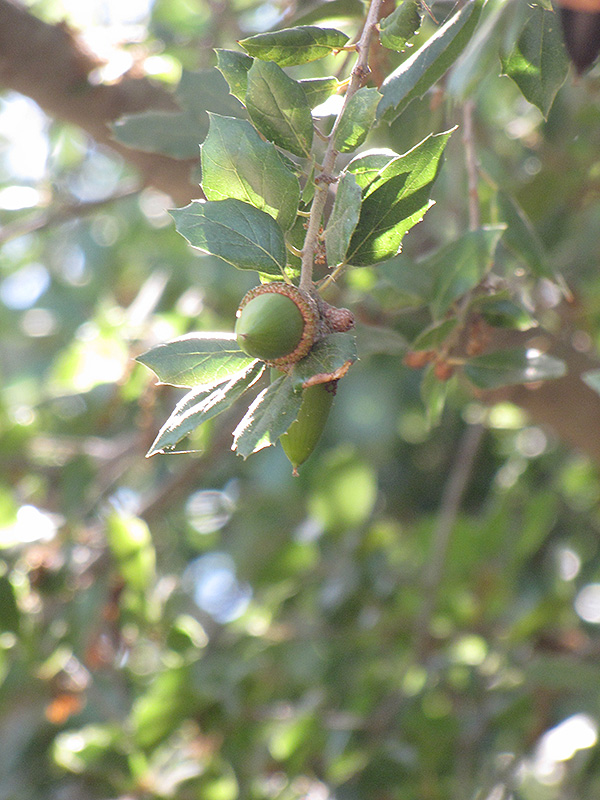 Holm Oak (Quercus ilex) at Roger's Gardens