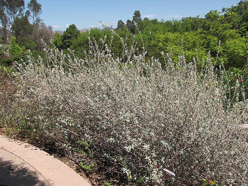 Amethyst Bluff Purple Sage (Salvia leucophylla 'Amethyst Bluff') at Roger's Gardens