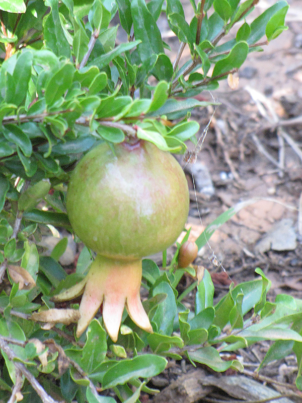 Dwarf Pomegranate (Punica granatum 'Nana') at Roger's Gardens
