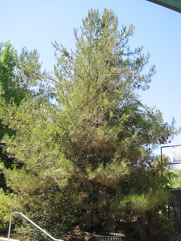 Eldarica Pine (Pinus eldarica) at Roger's Gardens