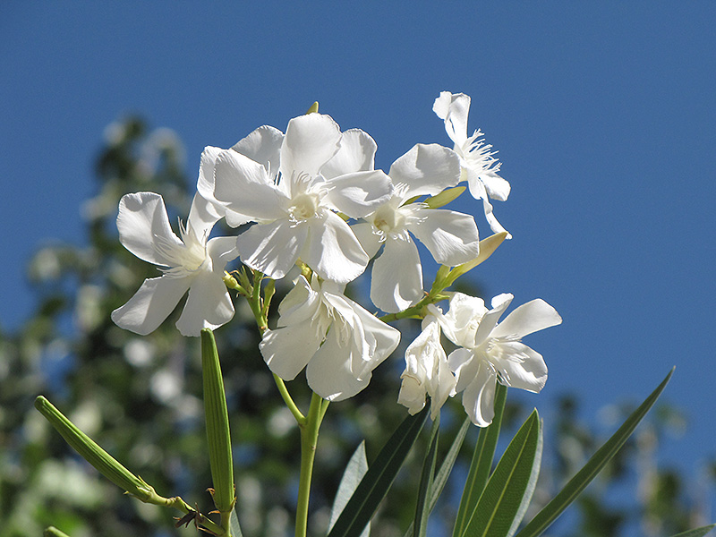 Hardy White Oleander (Nerium oleander 'Hardy White') at Roger's Gardens