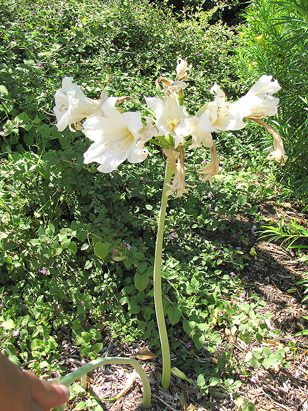 Fred Meyer Belladonna Lily (Amaryllis belladonna 'Fred Meyer') at Roger's Gardens