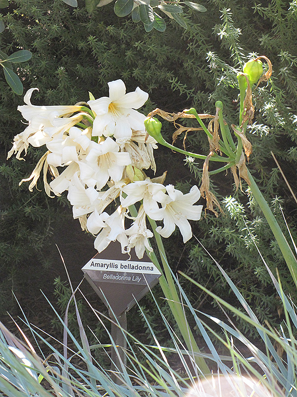 White Belladonna Lily (Amaryllis belladonna 'Alba') at Roger's Gardens