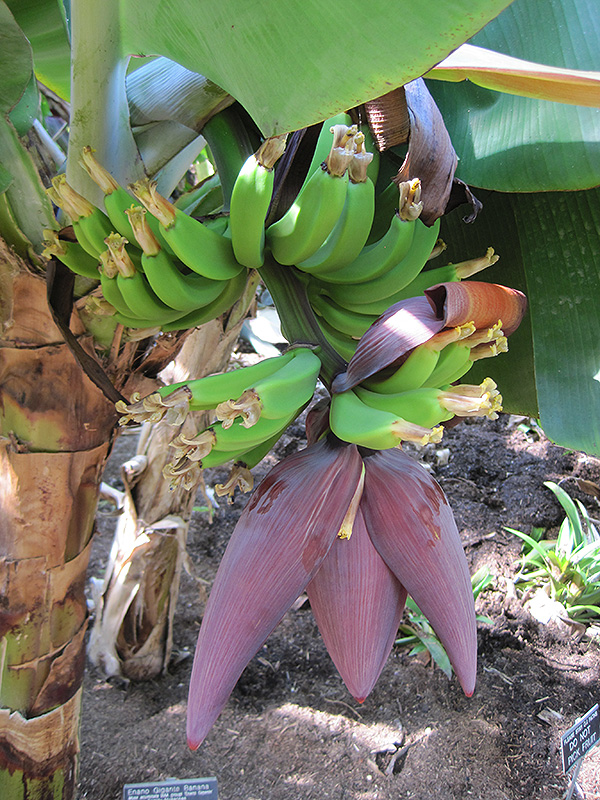 Dwarf Giant Banana (Musa acuminata 'Enano Gigante') at Roger's Gardens