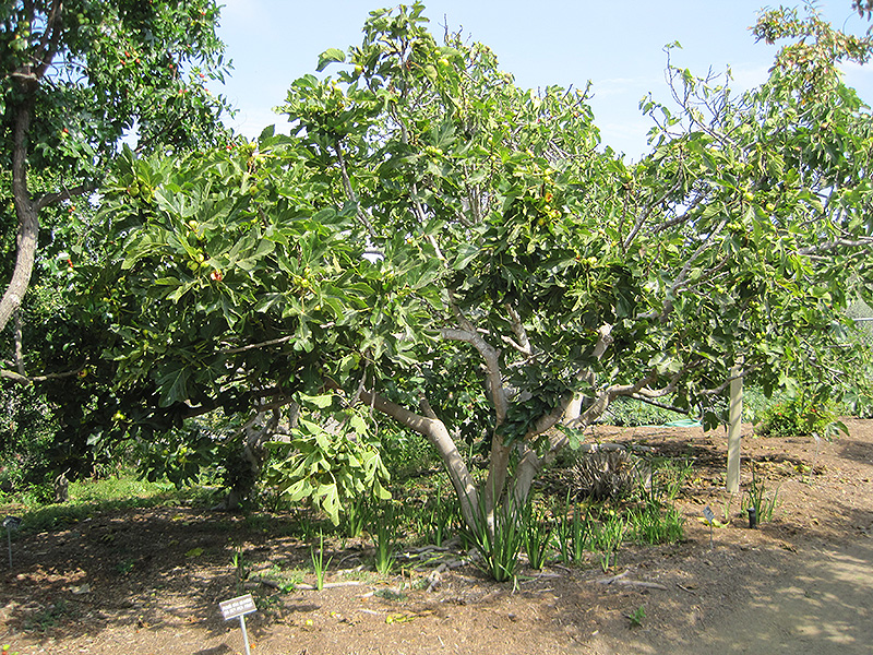 Panache Fig (Ficus carica 'Panache') at Roger's Gardens
