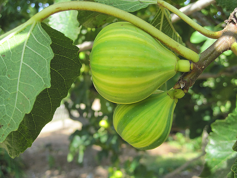 Panache Fig (Ficus carica 'Panache') at Roger's Gardens