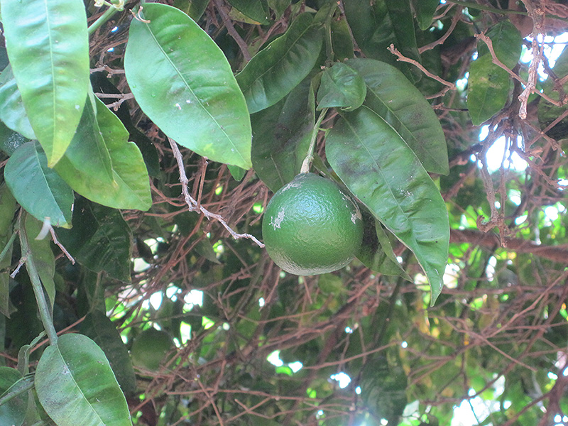 Chironja Orangelo (Citrus 'Chironja') at Roger's Gardens