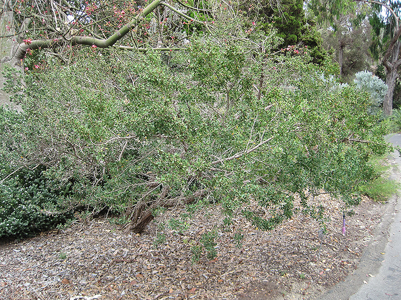Australian Tea-Tree (Leptospermum laevigatum) at Roger's Gardens