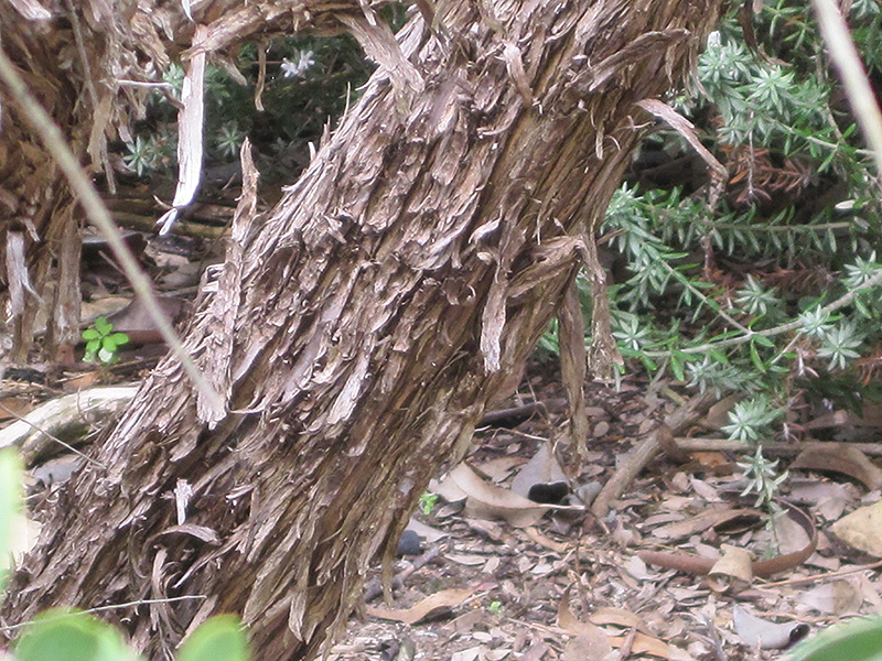 Australian Tea-Tree (Leptospermum laevigatum) at Roger's Gardens