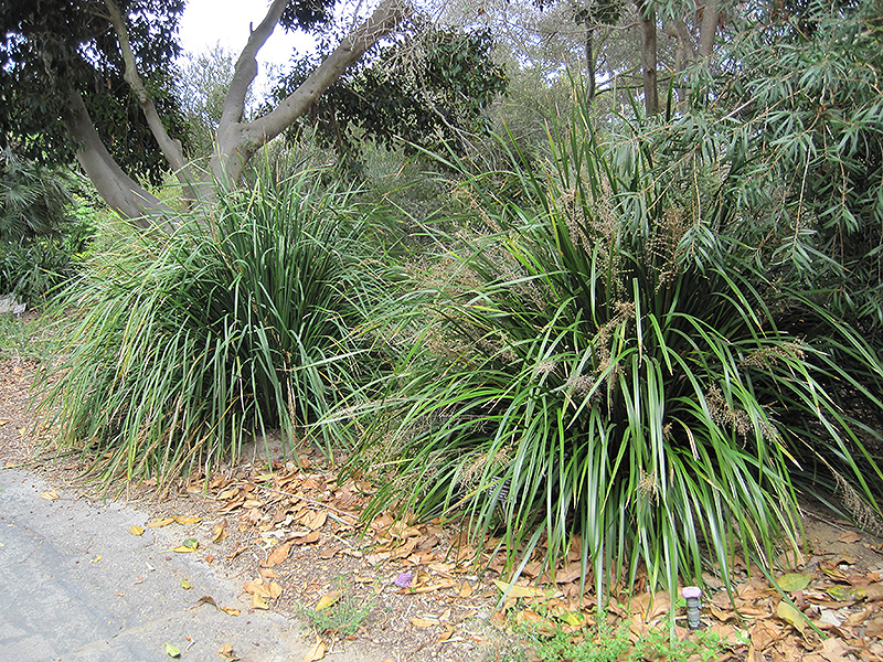 Mat Rush (Lomandra longifolia) at Roger's Gardens