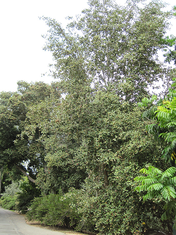 Primrose Tree (Lagunaria patersonia) at Roger's Gardens