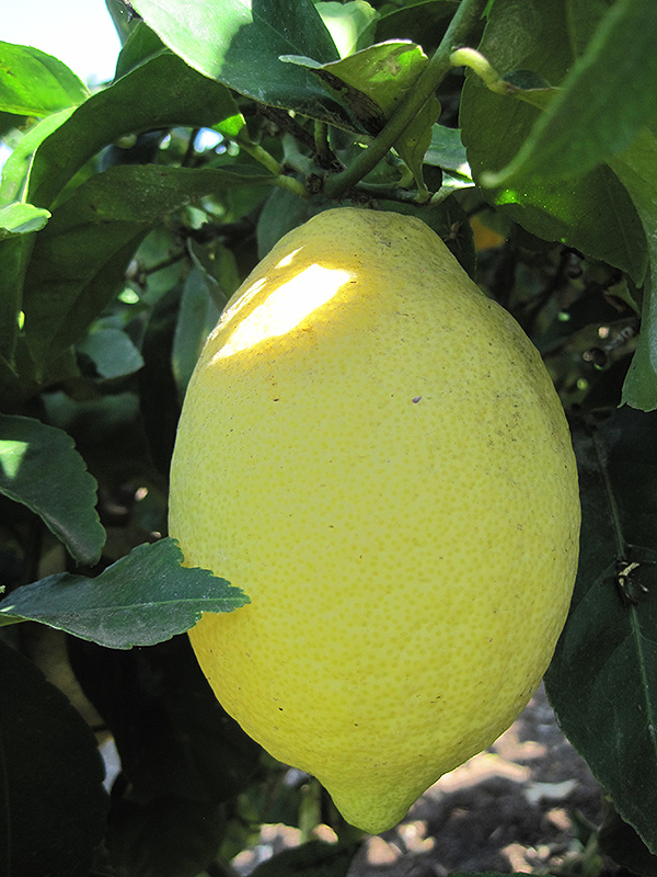 Lemon (Citrus limon) at Roger's Gardens