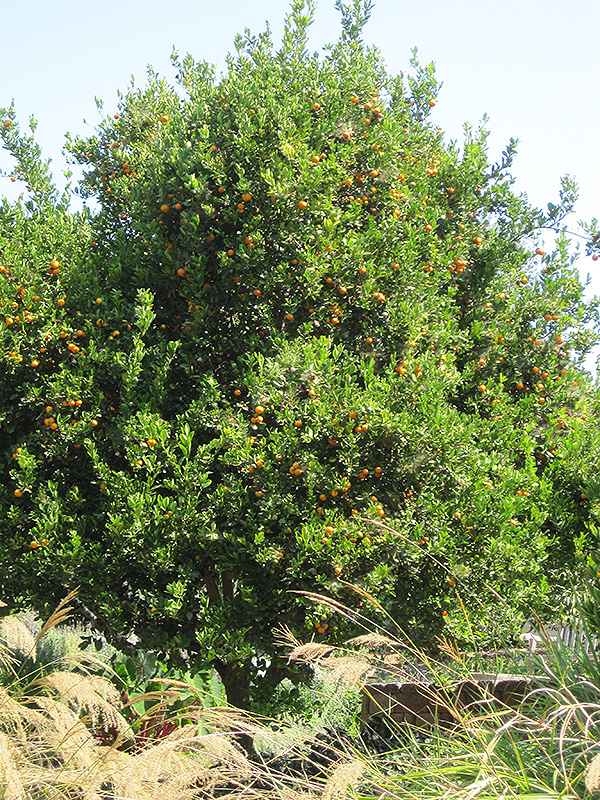 Valencia Orange (Citrus sinensis 'Valencia') at Roger's Gardens