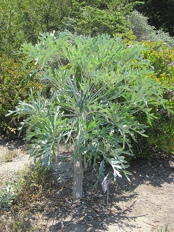 Mountain Cabbage Tree (Cussonia paniculata) at Roger's Gardens