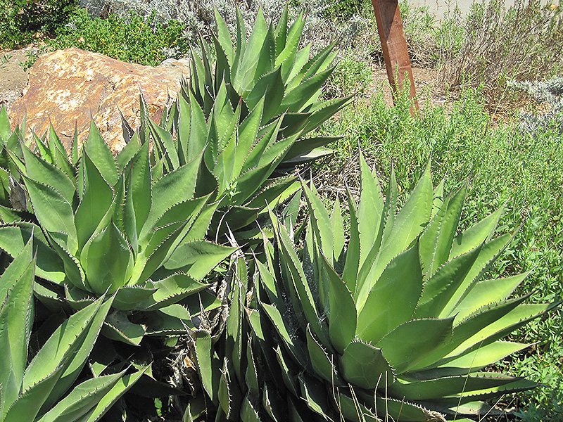 Shaw's Agave (Agave shawii) at Roger's Gardens