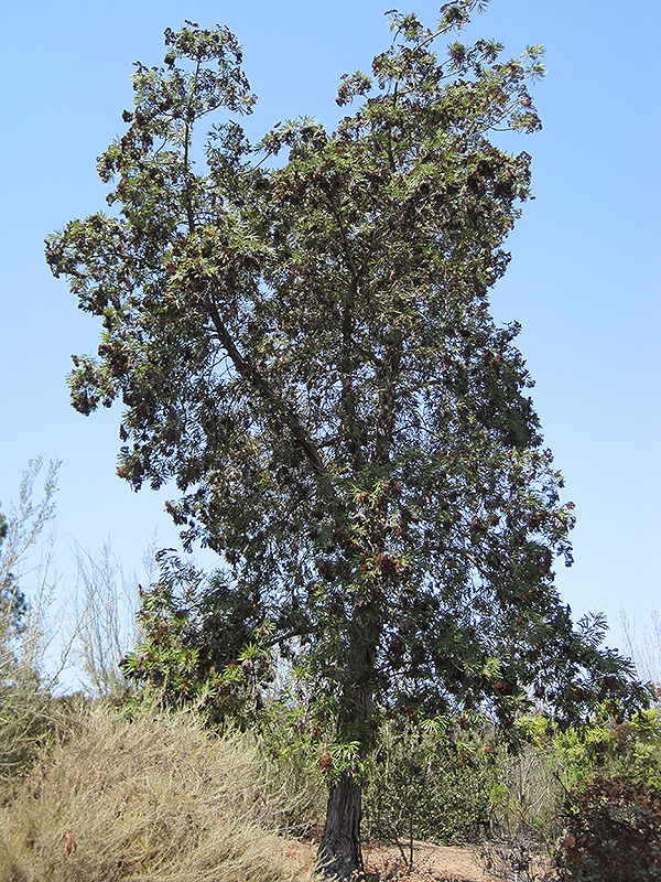Santa Cruz Island Ironwood (Lyonothamnus floribundus ssp. aspleniifolius) at Roger's Gardens