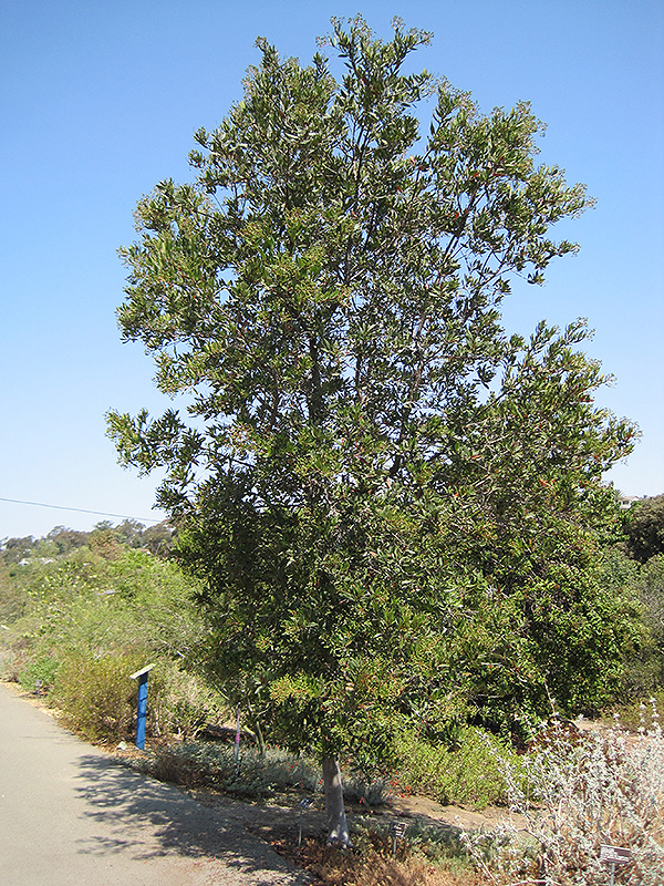 Tonyon (Heteromeles arbutifolia) at Roger's Gardens