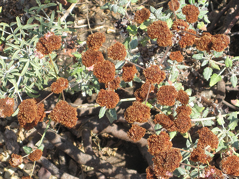Red Buckwheat (Eriogonum grande var. rubescens) at Roger's Gardens