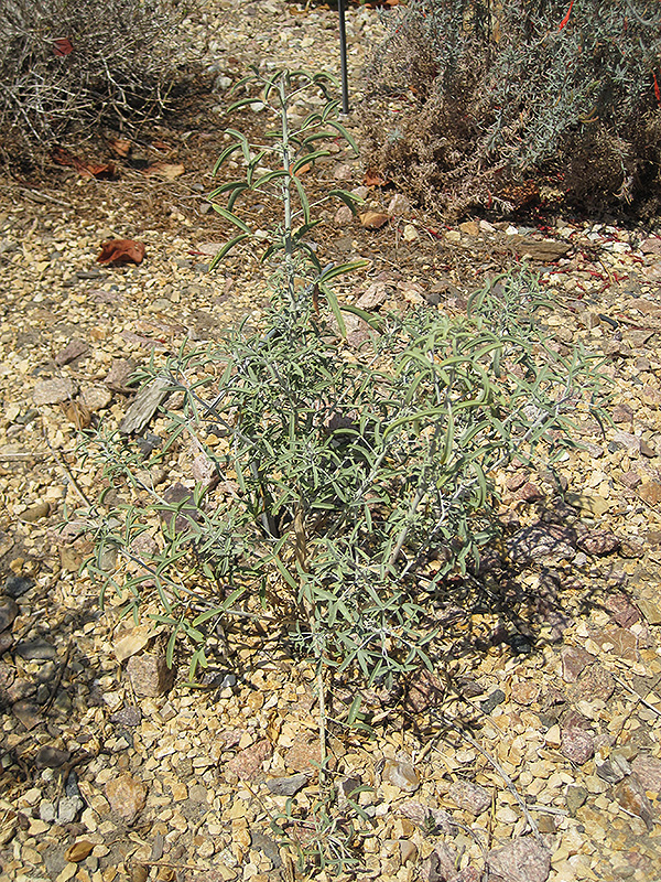 Desert Lavender (Hyptis emoryi) at Roger's Gardens