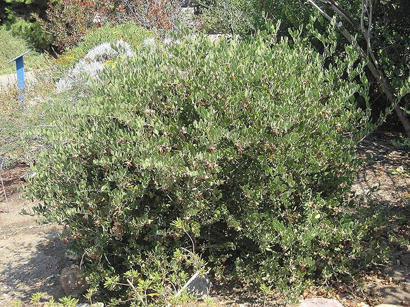 Jojoba (Simmondsia chinensis) at Roger's Gardens