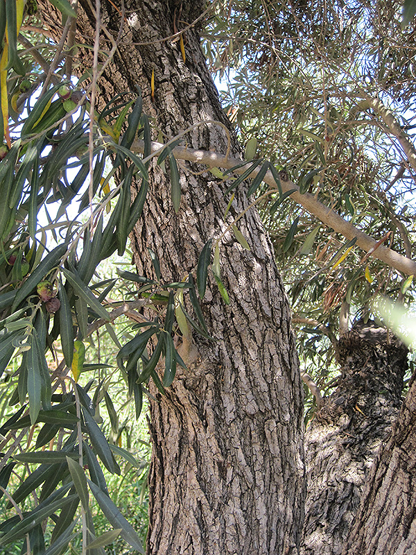 Common Olive (Olea europaea) at Roger's Gardens