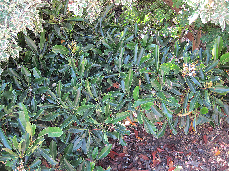 Coppertone Loquat (Rhaphiolepis 'Coppertone') at Roger's Gardens