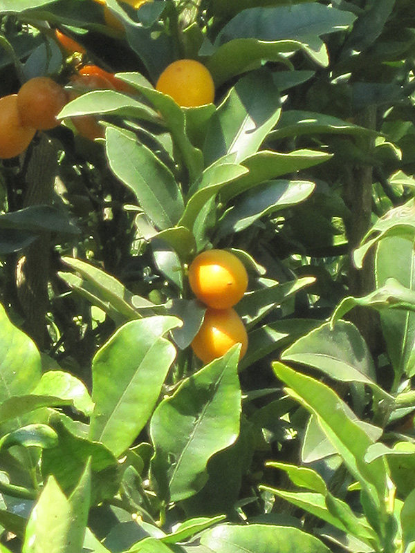 Meiwa Kumquat (Fortunella crassifolia 'Meiwa') at Roger's Gardens