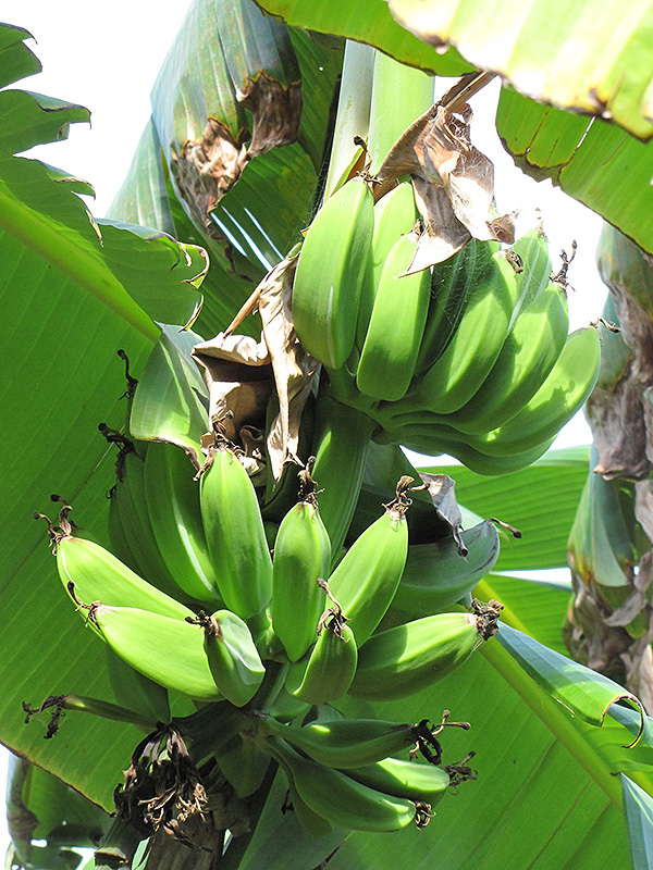 Orinoco Banana (Musa 'Orinoco') at Roger's Gardens