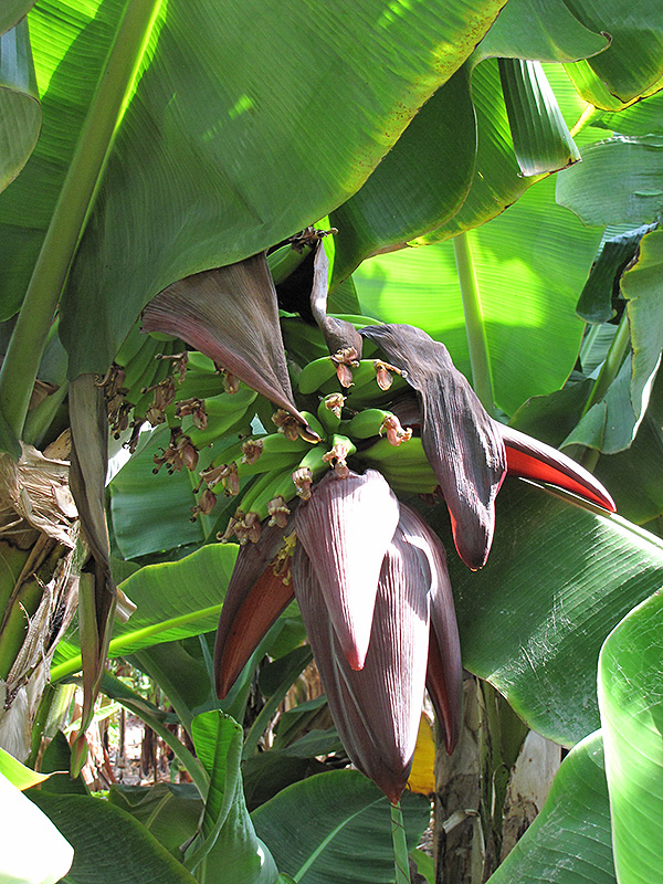 Dwarf Puerto Rico Red Banana (Musa acuminata 'Dwarf Puerto Rico Red') at Roger's Gardens