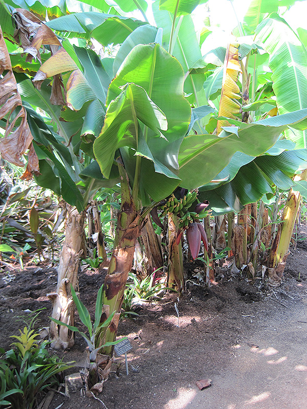 Dwarf Giant Banana (Musa acuminata 'Enano Gigante') at Roger's Gardens