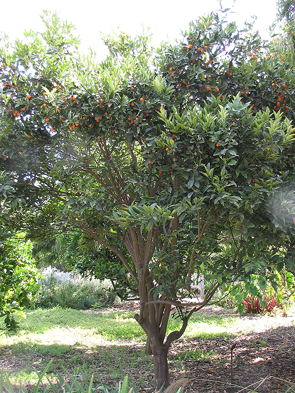 Oval Kumquat (Fortunella margarita) at Roger's Gardens