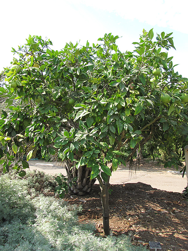 Chandler Pummelo (Citrus maxima 'Chandler') at Roger's Gardens