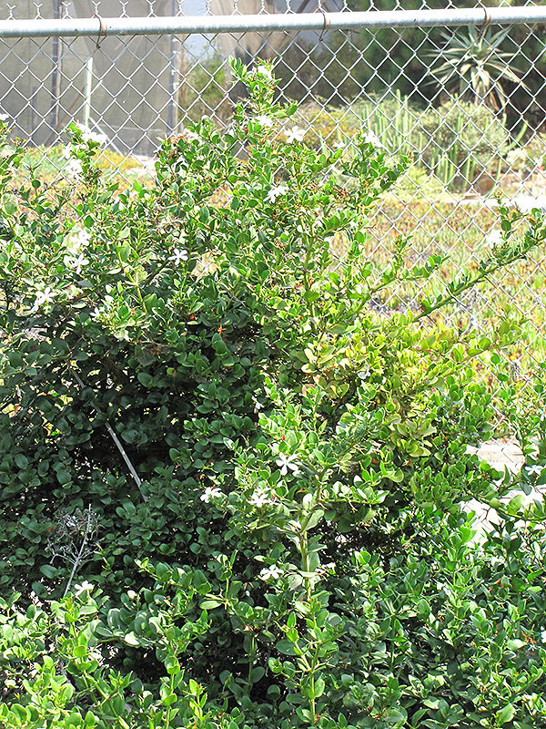 Kishu Mandarin (Citrus reticulata 'Kishu') at Roger's Gardens